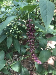 Phytolacca thyrsiflora