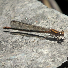 Pseudagrion furcigerum