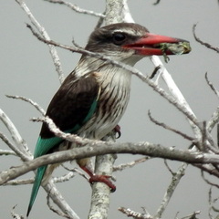 Bradypodion damaranum