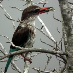 Bradypodion damaranum