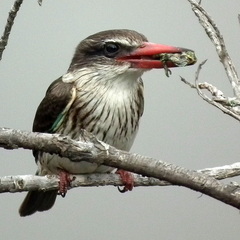 Bradypodion damaranum