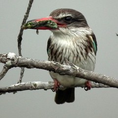 Bradypodion damaranum