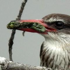 Bradypodion damaranum