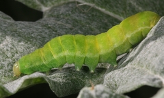 Phlogophora meticulosa