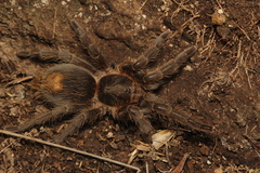 Plesiopelma longisternale