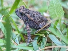 Rhinella