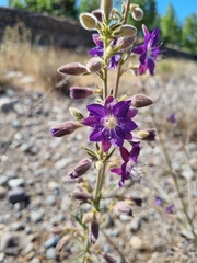 Malesherbia linearifolia