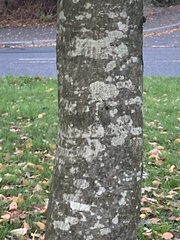 Carpinus betulus