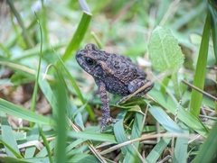 Rhinella
