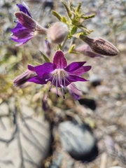 Malesherbia linearifolia