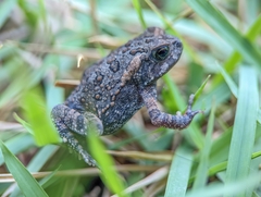 Rhinella