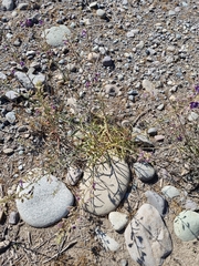 Malesherbia linearifolia