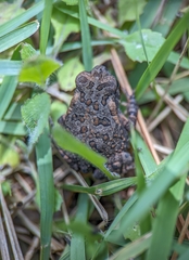 Rhinella