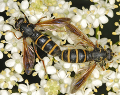 Temnostoma bombylans