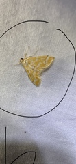 Erastria decrepitaria