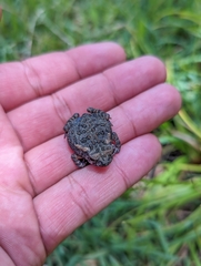Rhinella