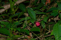 Drymonia coccinea