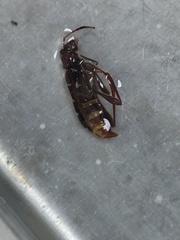 Neoclytus acuminatus