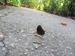 Faunis canens arcesilas