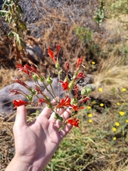 Alstroemeria ligtu