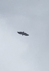 Pseudastur polionotus