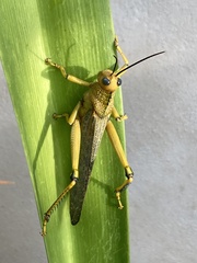 Tropidacris cristata