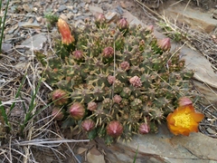 Maihueniopsis ovata