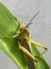 Tropidacris cristata