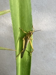 Tropidacris cristata