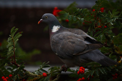 Columba palumbus