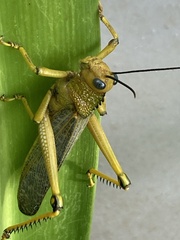 Tropidacris cristata