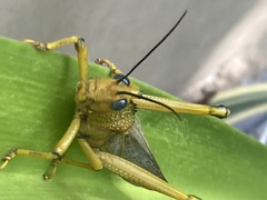 Tropidacris cristata