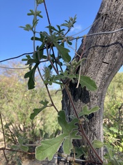 Passiflora pentaschista