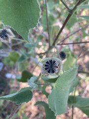 Abutilon californicum