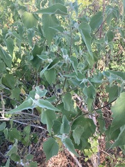 Abutilon californicum