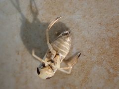 Sigara lateralis