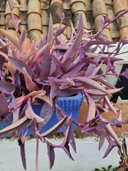 Tradescantia pallida