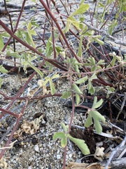 Passiflora pentaschista