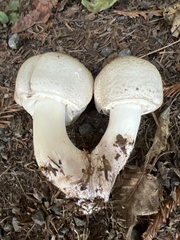 Agaricus deardorffensis