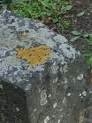 Xanthoria parietina