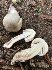 Agaricus deardorffensis