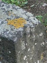 Xanthoria parietina