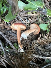 Lactarius subviscidus