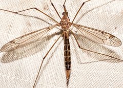 Tipula apicalis