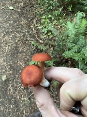 Lactarius subviscidus