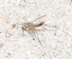 Rhagionidae