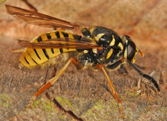 Temnostoma vespiforme