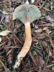 Lactarius aurantiosordidus