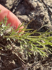 Artemisia campestris caudata