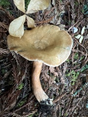 Lactarius aurantiosordidus